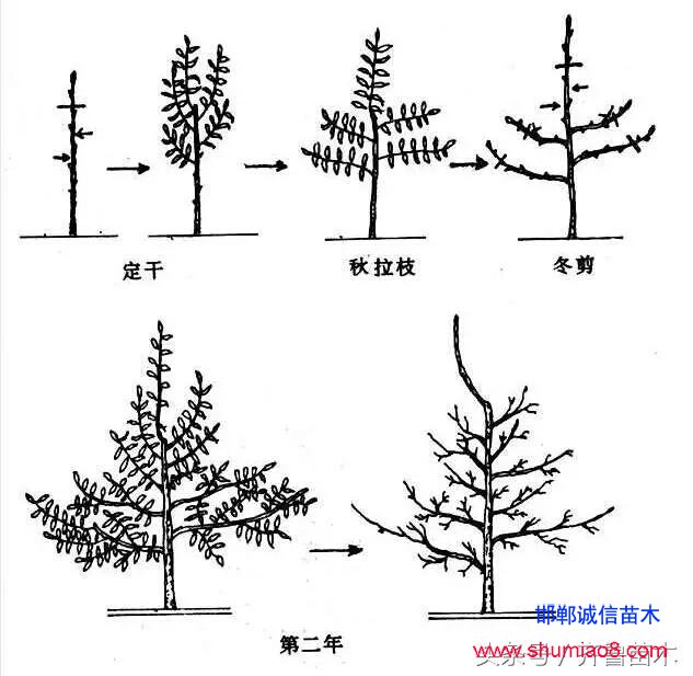 桃樹(shù)根接—桃樹(shù)接苗快速直接定植技術(shù)，果農(nóng)朋友你不想試一下嗎？
