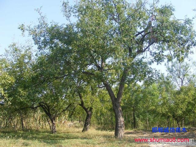 買棗樹苗需要注

意這些問題！