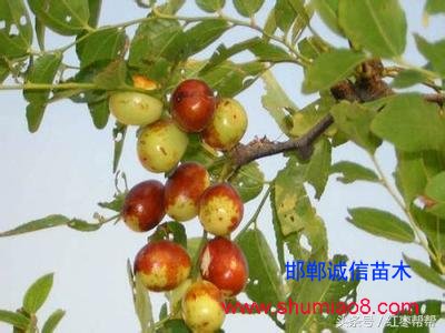 買棗樹苗需要注

意這些問題！