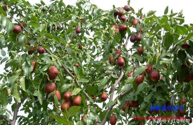 買棗樹苗需要注

意這些問題！