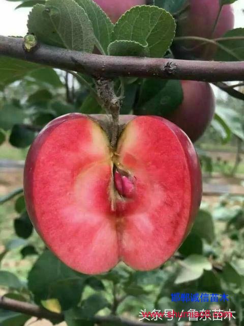 怎么區(qū)分紅肉蘋果苗真?zhèn)?？小編教你絕技！