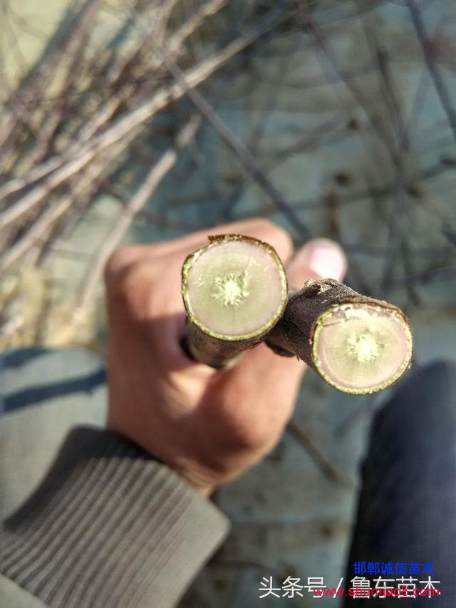 怎么區(qū)分紅肉蘋果苗真?zhèn)危啃【幗棠憬^技！