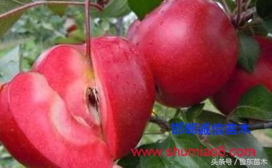 怎么區(qū)分紅肉蘋果苗真?zhèn)?？小編教你絕技！