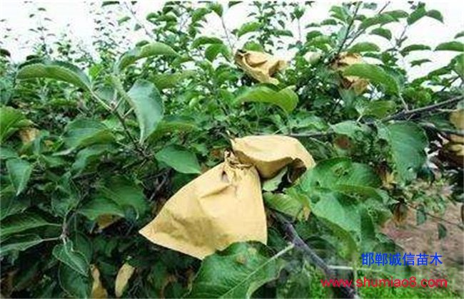 蘋果套袋時(shí)間和方法