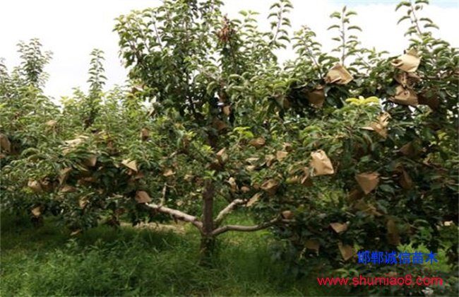 蘋果套袋時(shí)間和方法