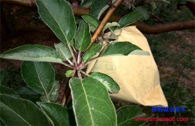 蘋果套袋時(shí)間和方法