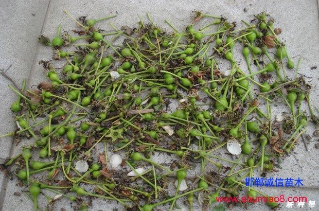 梨樹如何進(jìn)行疏花疏果？