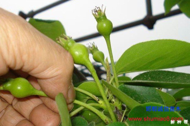 梨樹如何進(jìn)行疏花疏果？