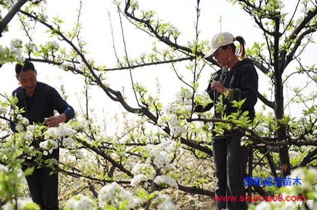 梨樹如何進(jìn)行疏花疏果？