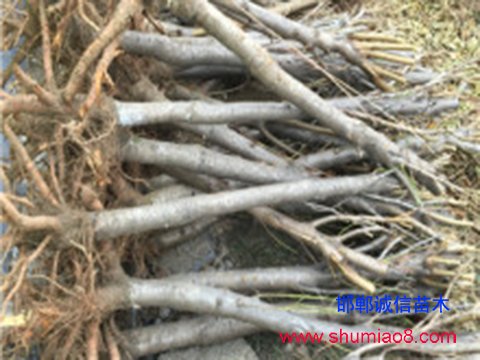 5公分毛桃苗批發(fā)