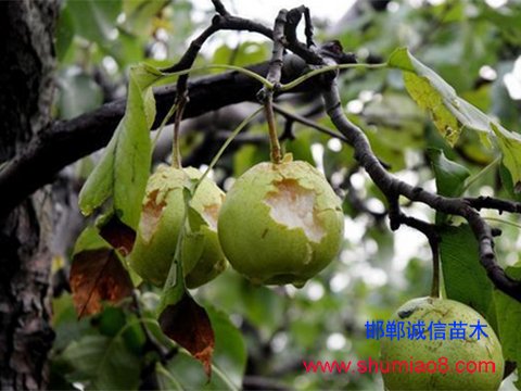 受冰雹災(zāi)害的梨樹果實