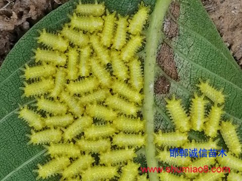 核桃芽接后防蟲