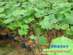 <b>永年3公分葡萄苗供應(yīng)</b>