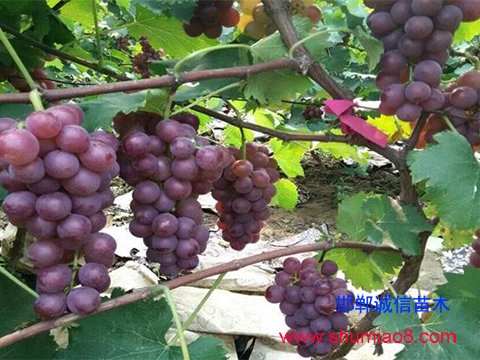結(jié)果的巨峰葡萄樹