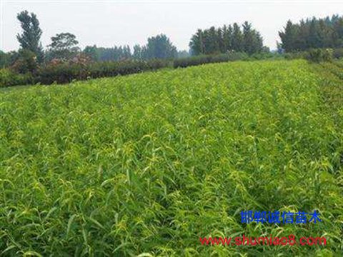 成安1公分桃苗批發(fā)