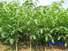 武安3公分核桃苗批發(fā)