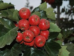 肥鄉(xiāng)1公分山楂樹(shù)苗批發(fā)