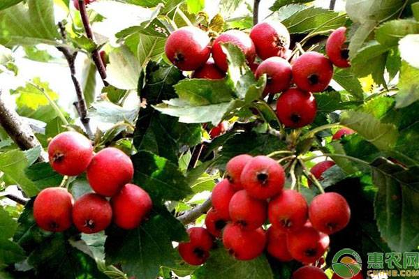 山楂種植時(shí)間