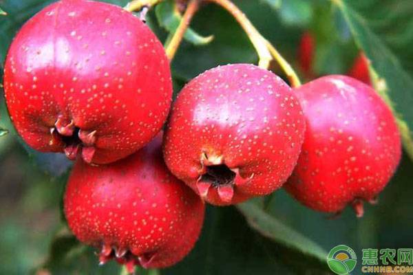 山楂種植注意事項(xiàng)