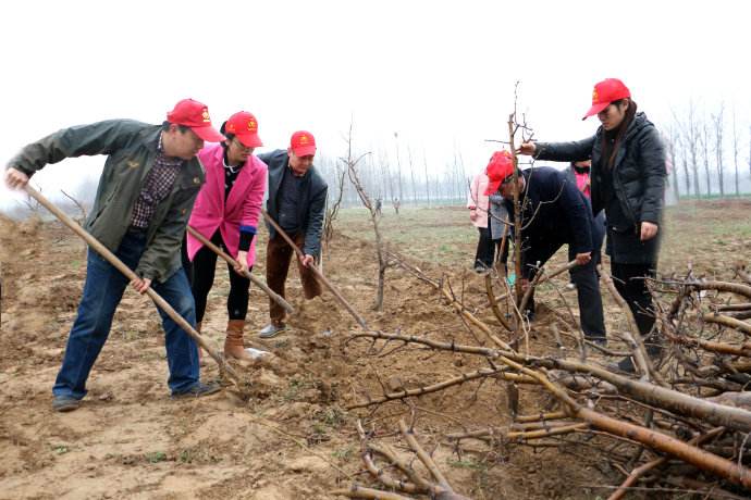 果農(nóng)正在種植蘋果苗
