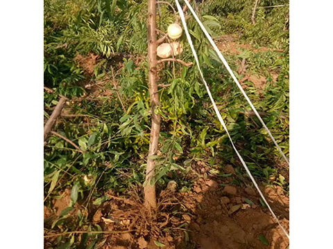 2019年10月挖的桃樹(shù)苗