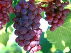 磁縣3公分葡萄樹苗批發(fā)