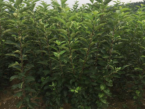 邯鄲哪有賣(mài)蘋(píng)果苗的？紅富士蘋(píng)果苗多少錢(qián)一顆？