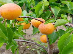 邯鄲1公分果樹苗批發(fā)