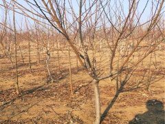 邯鄲3公分桃樹(shù)苗批發(fā) 