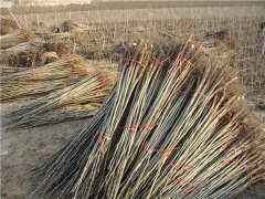 邯鄲2公分核桃苗批發(fā)