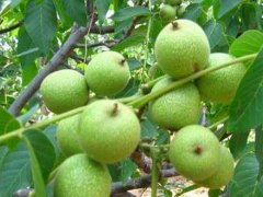 永年3公分核桃苗批發(fā)