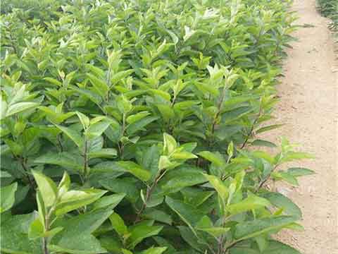 基地1公分蘋果樹苗實拍