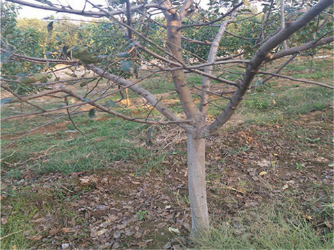 5公分截桿蘋果樹苗