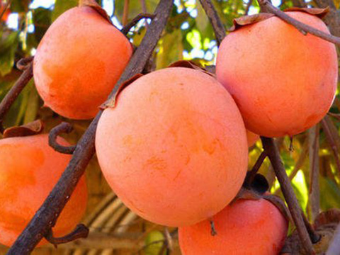 邯鄲哪有賣柿子樹苗的?邯鄲柿子苗批發(fā)基地