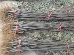 邯鄲蘋(píng)果苗批發(fā)