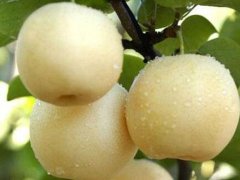 邯鄲梨樹(shù)苗批發(fā)