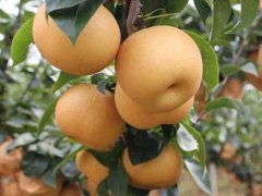 邯鄲2公分梨樹(shù)苗供應(yīng)