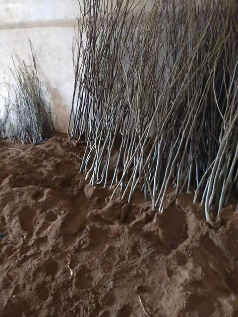 在庫(kù)房假植的3公分核桃苗