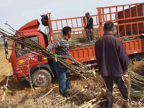 3公分核桃苗裝車中