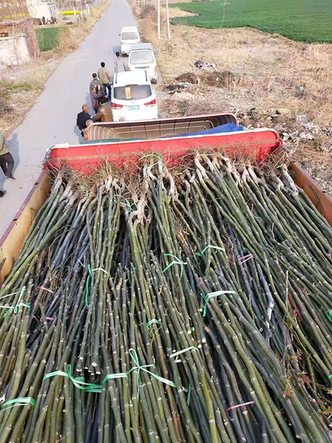 3公分核桃苗裝車中