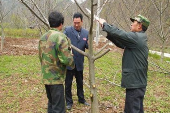 1一4年核桃樹(shù)如何修剪，分層修剪并處理背后枝
