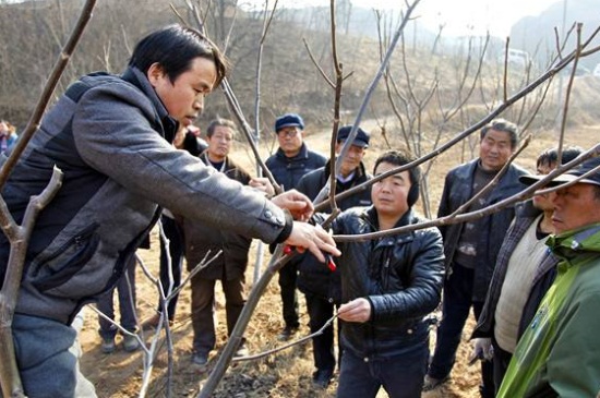 1一4年核桃樹(shù)如何修剪，分層修剪并處理背后枝