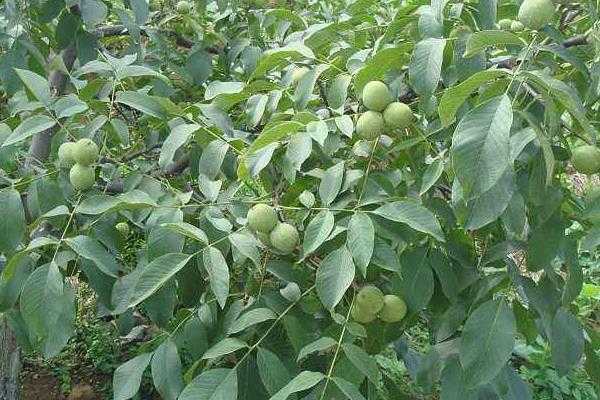 五畝核桃一年收入多少，附核桃種植條件（適宜的地區(qū)）