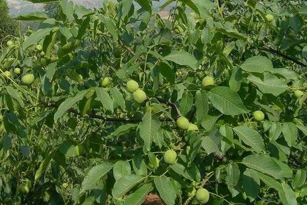 五畝核桃一年收入多少，附核桃種植條件（適宜的地區(qū)）