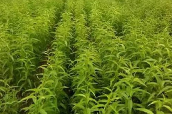 桃樹苗種植步驟 注意事項(xiàng)有哪些